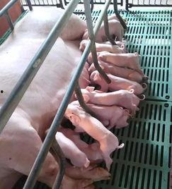 吃瓜猪娱乐多人产房,揭秘多人产房背后的故事与真相